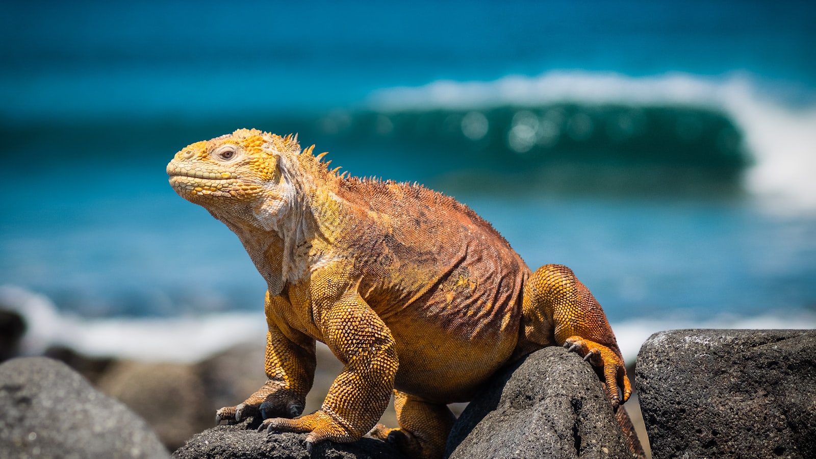 A yellow land iguana on rocks in the Galapagos Islands, Ecuador